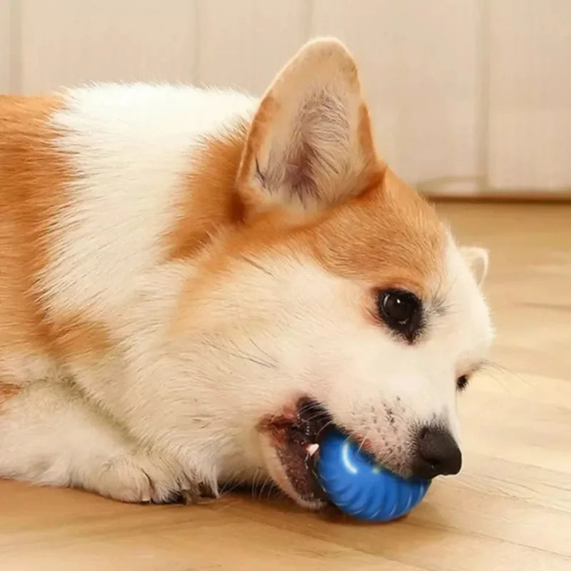 PAWsomeMotion Ball