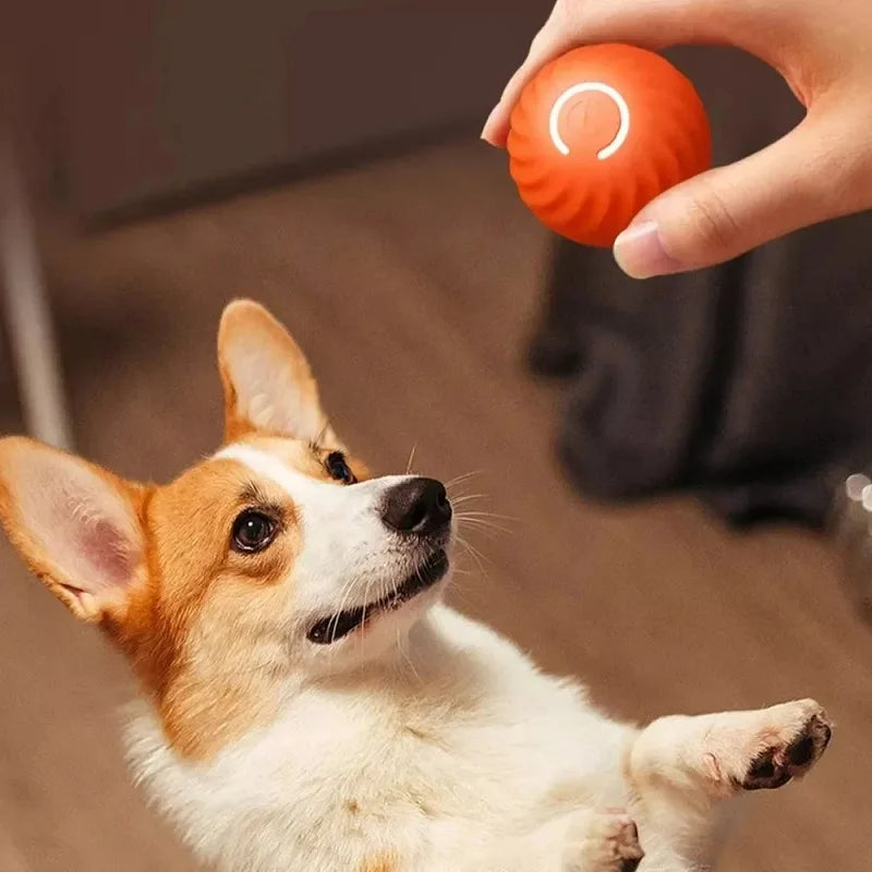 PAWsomeMotion Ball